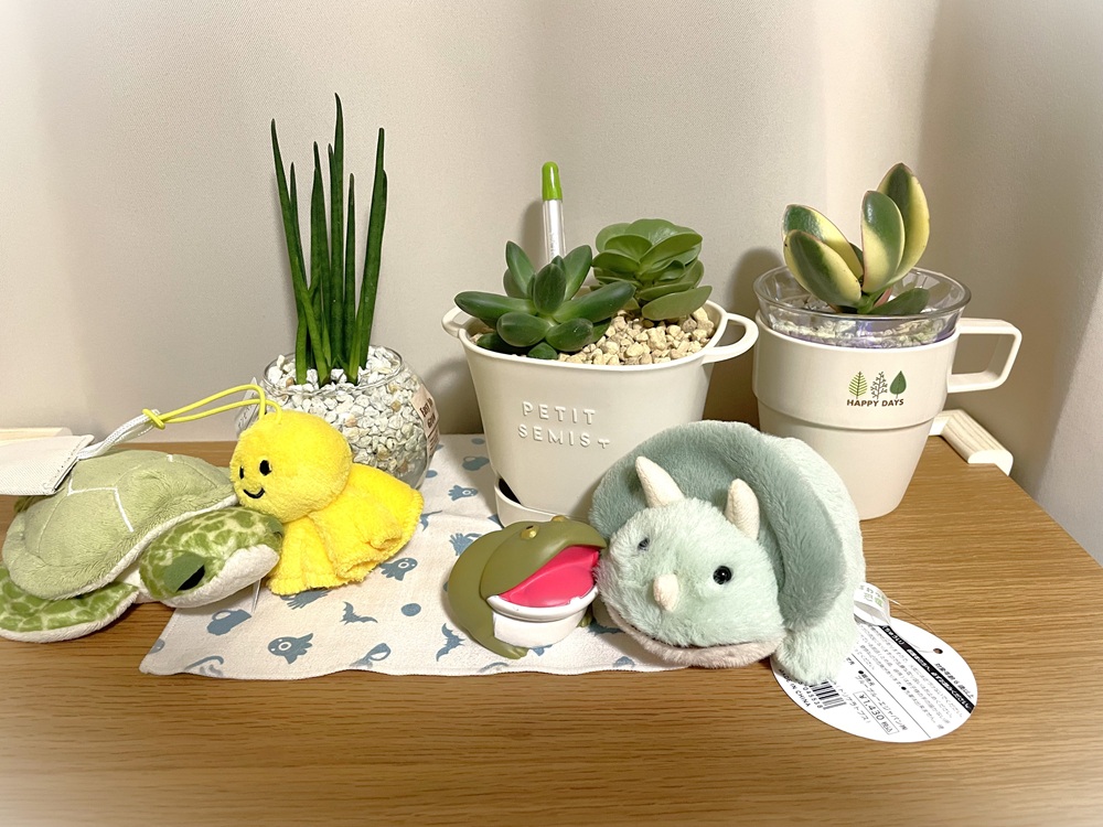 うちのテーブル観葉植物（つん坊、スタムくん、タコちゃん、ボタまる）