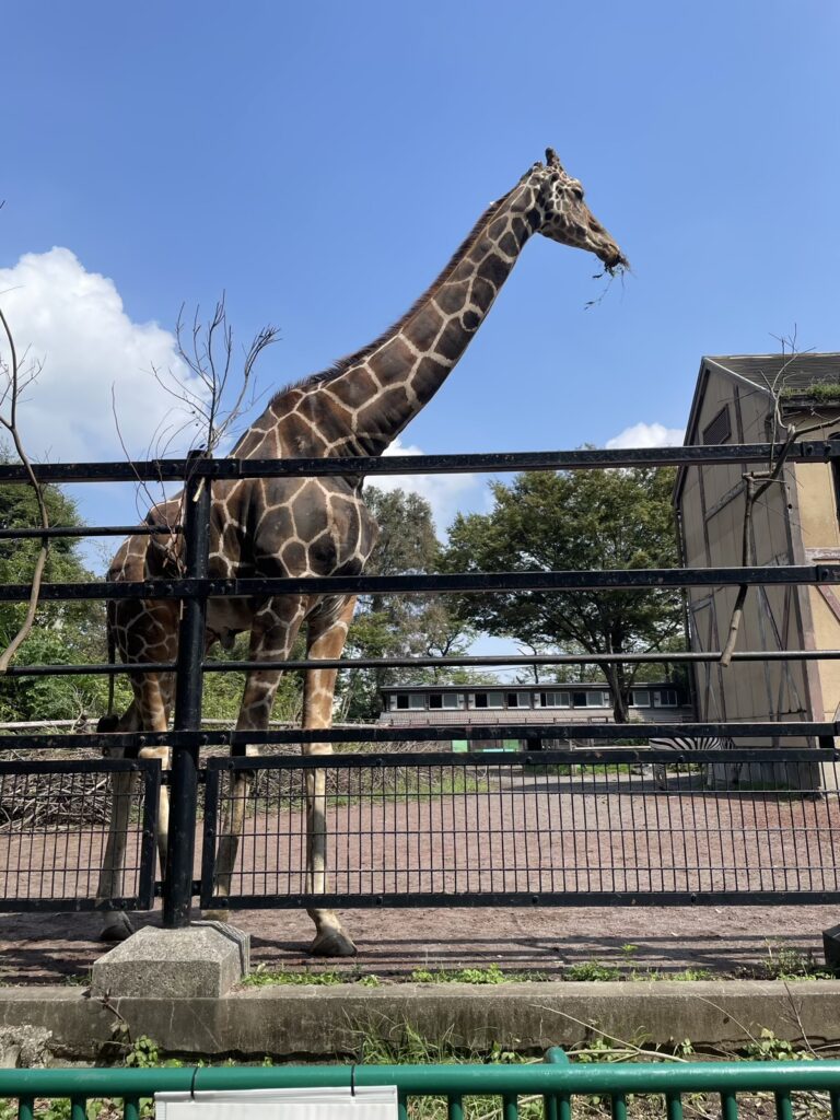 外国人の友達と動物園のキリンさん🦒について英語で語りたいんだけど